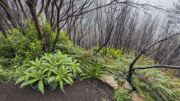 Burnt trees on the PR17 Pinaculo e Folhadal hiking trail, Levada, Irrigation Canal, Madeira, Portugal