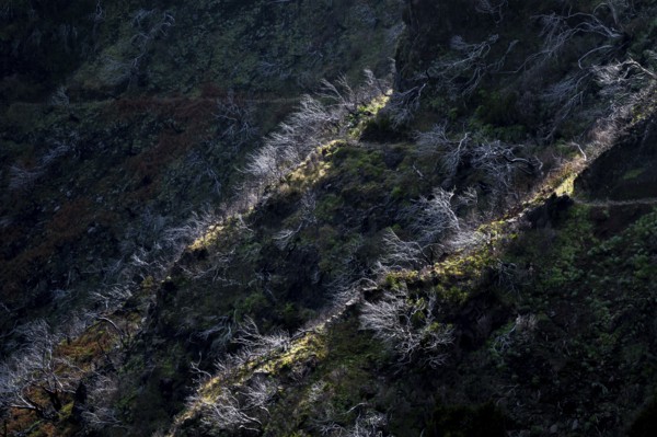 Burnt trees in fog, along hiking trail PR 1, 2 to Pico Ruivo, fog, Madeira, Portugal