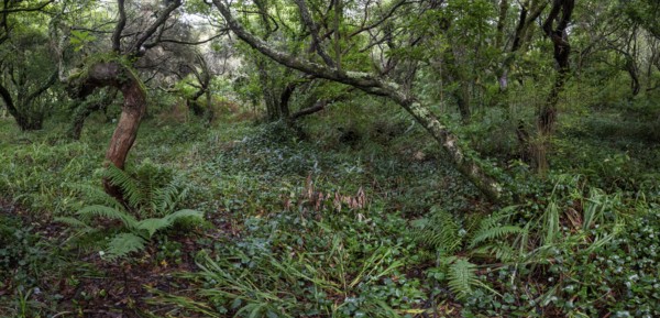 Laurel trees (Ocotea foetens) overgrown with moss and plants, old laurel forest, Laurisilva, Madeira, Portugal