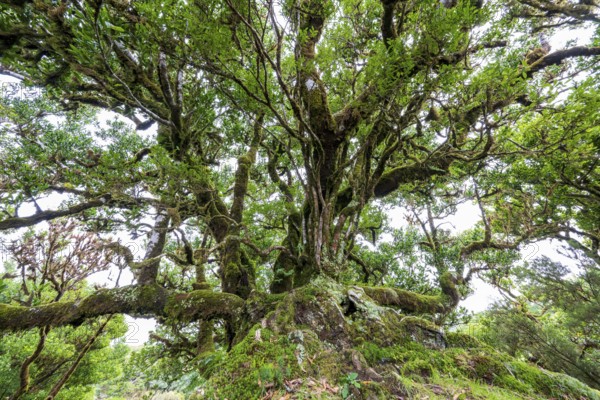 Laurel trees (Ocotea foetens) overgrown with moss and plants, old laurel forest, Laurisilva, Madeira, Portugal