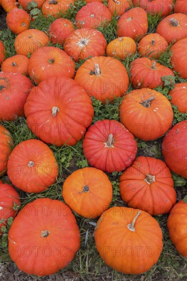 Ripe red pumpkins