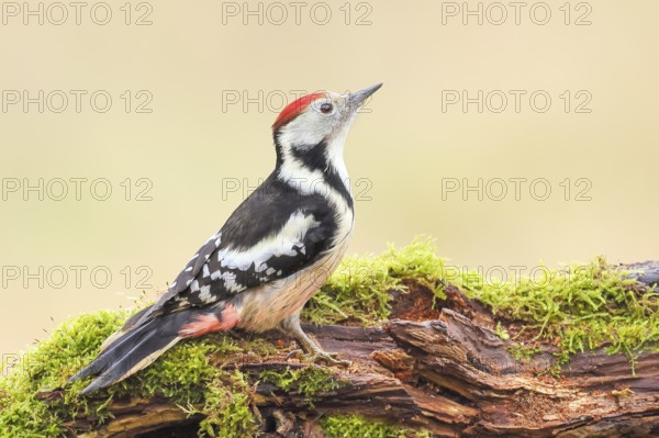 Middle spotted woodpecker (Dendrocopos medius), male sitting on an old branch overgrown with moss, Wildlife, Animals, Birds, Woodpeckers, Siegerland, North Rhine-Westphalia, Germany
