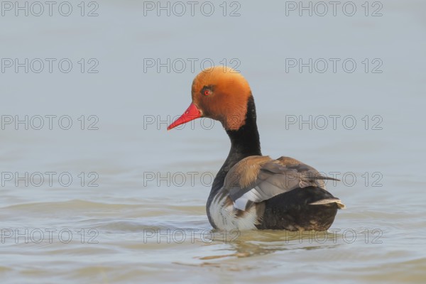 Red-crested pochard (Netta rufina), male, swimming in water, wildlife, animals, duck, Ziggsee, Lake Neusiedl National Park, Seewinkel, Burgenland, Austria