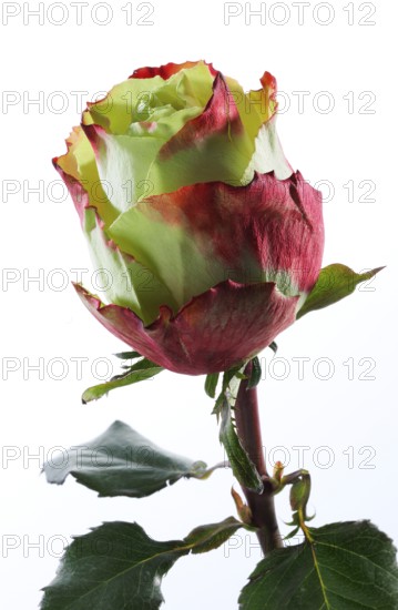 Hybrid rose (Rosa hybrida)