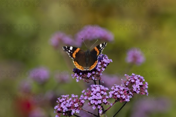 Red admiral butterfly (Vanessa atalanta) adult insect feeding on garden purple Verbena flowers in the summer, England, United Kingdom