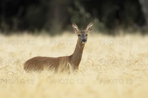 Roe deer (Capreolus capreolus) adult animal female doe in a farmland barley field in summer, England, United Kingdom