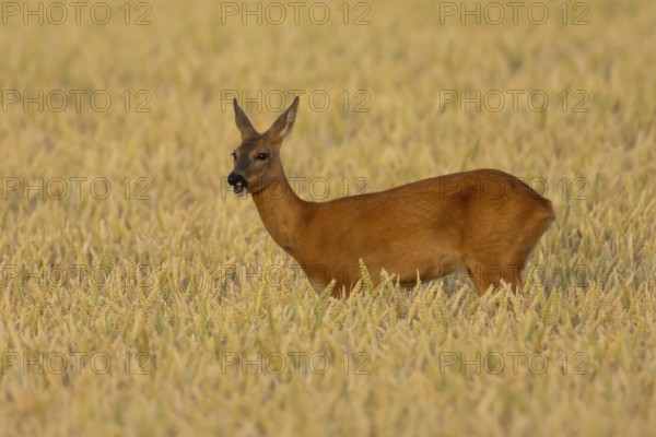 Roe deer (Capreolus capreolus) adult animal female doe in a farmland wheat field in summer, England, United Kingdom