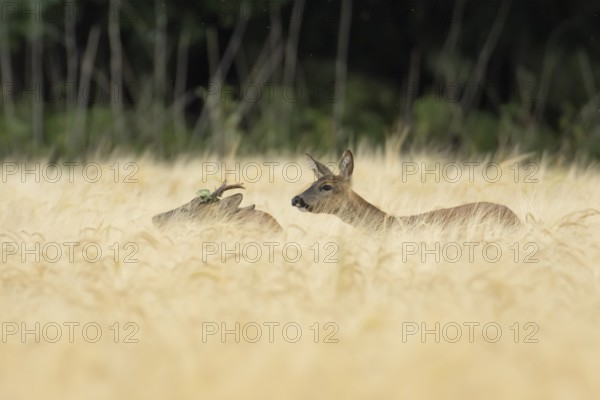 Roe deer (Capreolus capreolus) adult male roebuck and female doe two animals in a farmland barley field in summer, England, United Kingdom