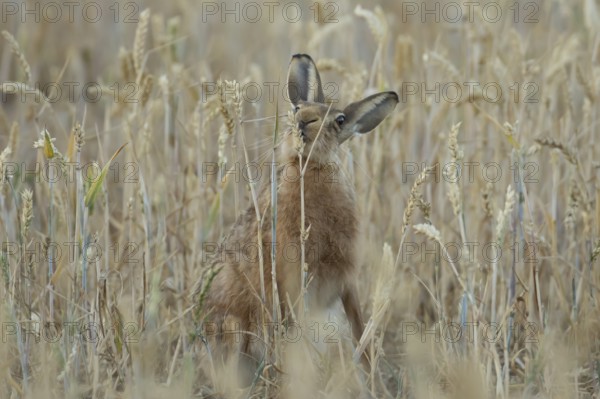 European brown hare (Lepus europaeus) adult animal feeding on a wheat sheath in a farmland field in summer, England, United Kingdom