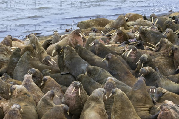 Atlantic walruses (Odobenus rosmarus) colony resting at terrestrial haulout / haul-out on beach along the coast of Svalbard / Spitsbergen in summer