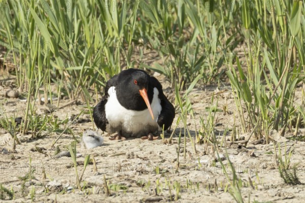Eurasian oystercatcher (Haematopus ostralegus) adult wading bird seemingly adopted a Pied avocet (Recurvirostra avosetta) juvenile baby chick on an island in summer, RSPB Minsmere nature reserve, Suffolk, England, United Kingdom