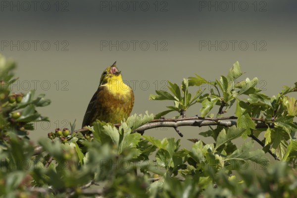 Yellowhammer (Emberiza citrinella) adult male bird singing in a hawthorn hedgerow in summer, England, United Kingdom