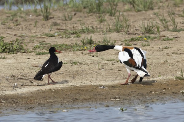Eurasian oystercatcher (Haematopus ostralegus) adult wading bird fighting with a Shelduck (Tadorna tadorna) on an island in summer, RSPB Minsmere nature reserve, Suffolk, England, United Kingdom