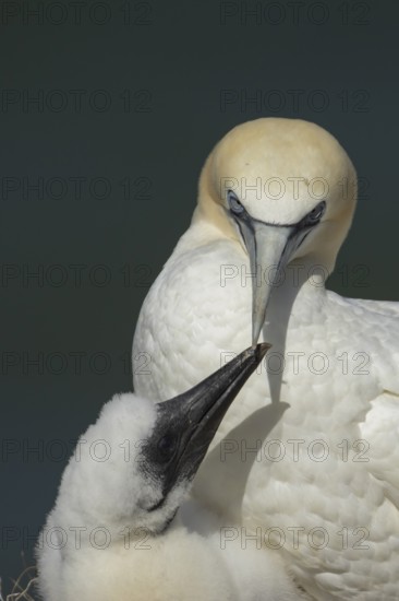Northern gannet (Morus bassanus) adult parent bird and juvenile baby chick seabirds on a nest on a coastal cliff top in summer, RSPB Bempton cliffs nature resevre, Yorkshire, England, United Kingdom