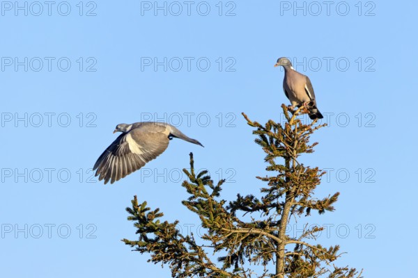 Wood pigeon (Columba palumbus) attacking an intruder, confrontation, courtship behaviour, aerial fight, Denmark