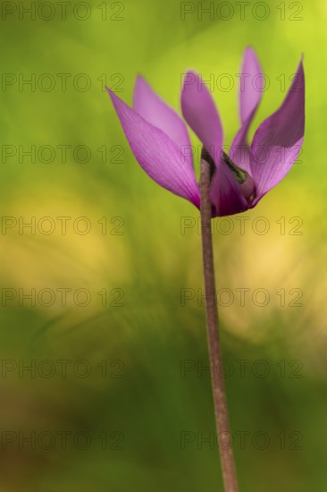Delicate cyclamen blossom in Bad Reichenhall. Close-up of flowers on hiking trail in the Alps