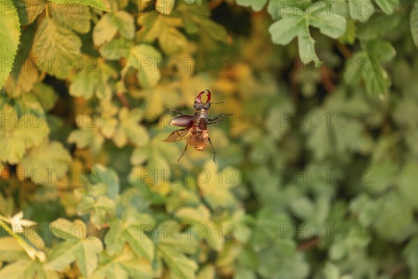 Stag beetle hovers in the trees of the Voralb at sunset