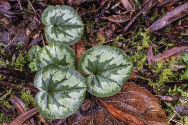 Early spring cyclamen (Cyclamen coum), Emsland, Lower Saxony, Germany