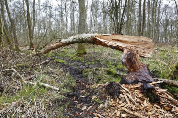 Beaver (Castor fibre), tree felled by a beaver, activities of a beaver, beaver cutting, Peene Valley nature park Park, Mecklenburg-Western Pomerania, Germany