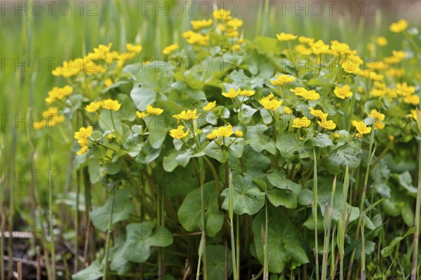 Marsh marigold (Caltha palustris), flowers in a wetland habitat, Peene Valley nature park Park, Mecklenburg-Western Pomerania, Germany