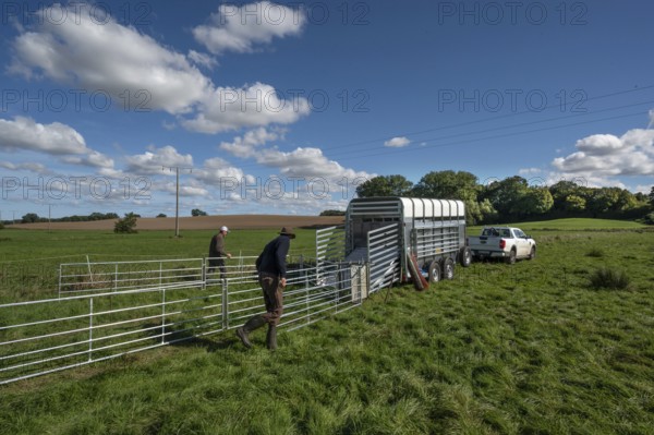 Shepherds build a ferch and prepare sheep load with a double-decker animal transporter on the pasture, Rehna, Mecklenburg-Vorpommenrn, Germany