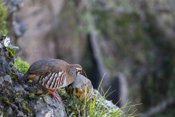 Red-legged partridge (Alectoris rufa), Madeira, Portugal
