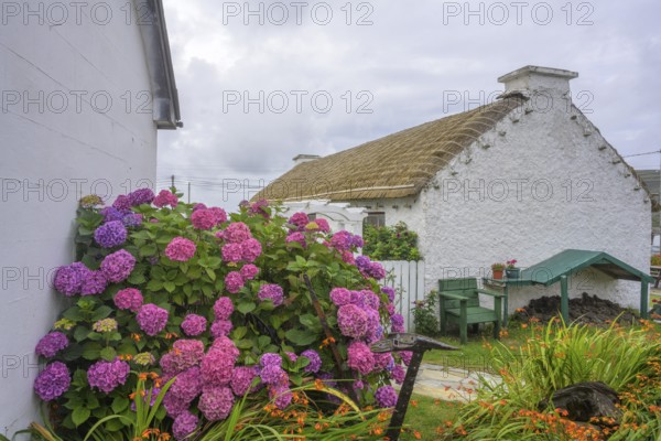 Hydrangeas and straw covered houses in the open-air museum, Glencolmcille, County Donegal, Ireland