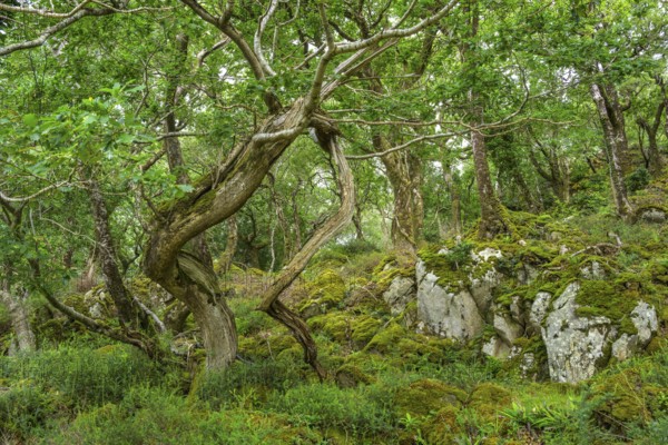Old oak forest and moss, Glenveagh National Park, Cross Roads, County Donegal, Ireland