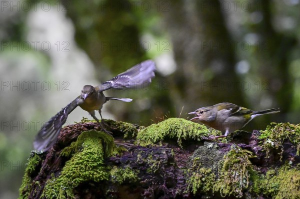 Madeira Chaffinch (Fringilla coelebs maderensis), sitting on a branch, Madeira, Portugal