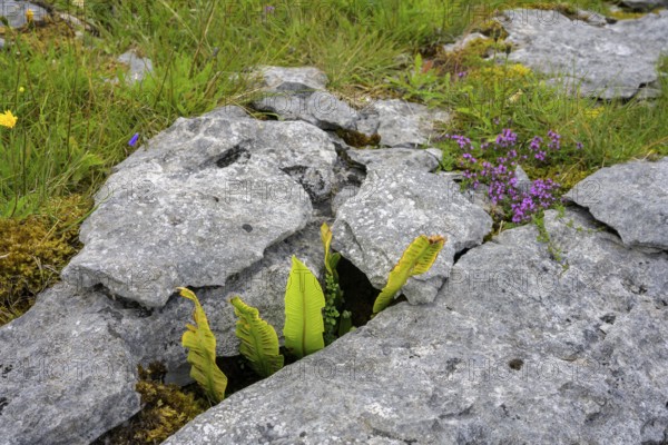 Karst landscape of the Burren, Keelhilla, Carran, County Clare, Ireland