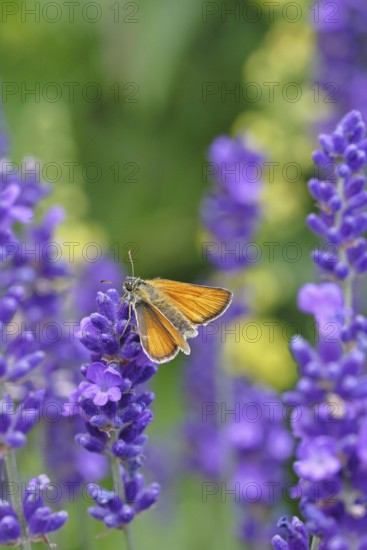 Large skipper (Ochlodes venatus), collecting nectar from a flower of Common lavender (Lavandula angustifolia), close-up, macro photograph, Wilnsdorf, North Rhine-Westphalia, Germany