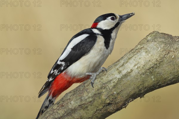 Great spotted woodpecker (Dendrocopos major), male, sitting on a branch, wildlife, animals, birds, woodpeckers, Wilnsdorf, North Rhine-Westphalia, Germany