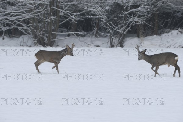 Roe deer (Capreolus capreolus) Bucks in velvet antlers sit with their forelegs in the snow on the meadow, imposing behaviour, Allgäu, Bavaria, Germany, Allgäu, Bavaria, Germany