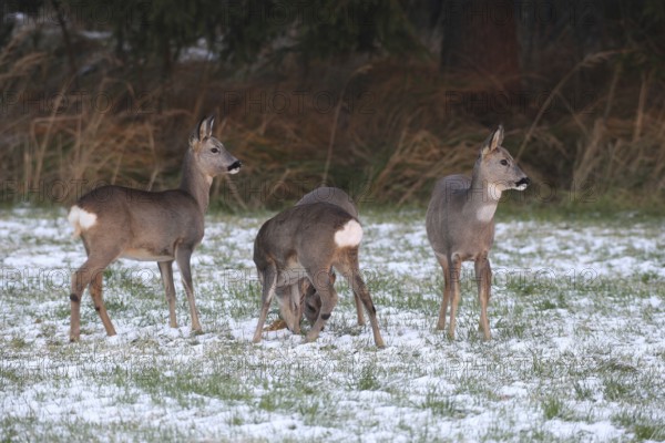 Roe deer (Capreolus capreolus) doe (left and right) and two buck fawns in the snow at the Kirrung on the meadow, Allgäu, Bavaria, Germany, Allgäu, Bavaria, Germany