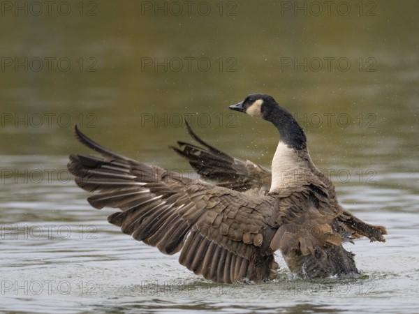 A Canada goose flaps its wings after plumage care, Ümminger See, Bochum, North Rhine-Westphalia, Germany