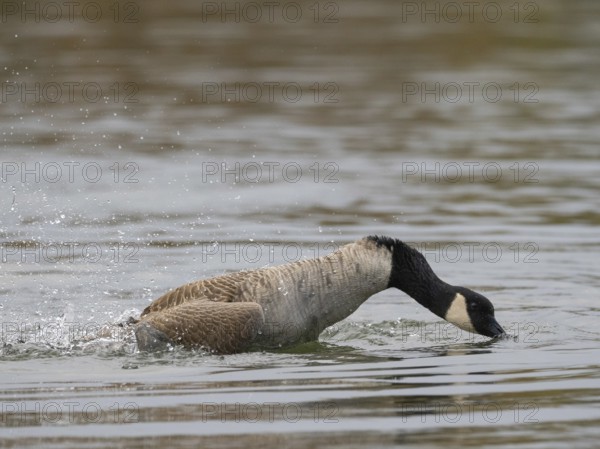 A Canada goose bathing, Ümminger See, Bochum, North Rhine-Westphalia, Germany