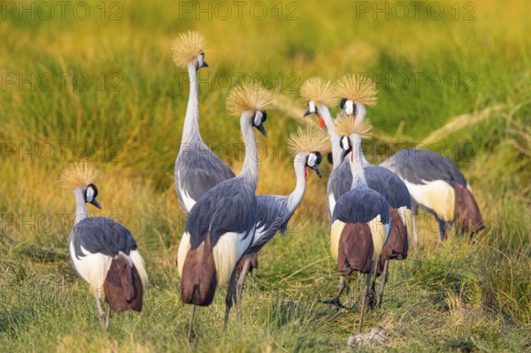 Crowned Crane (Balearica regulorum) courtship behavier South Luangwa NP Zambia August