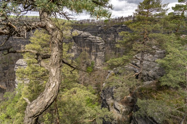 Rock formation and forest in the Bohemian Switzerland National Park near Hrensko, Czech Republic
