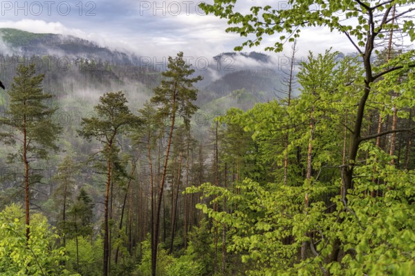 Fog in the forest of Bohemian Switzerland National Park near Hrensko, Czech Republic