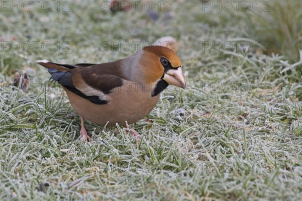 Hawfinch (Coccothraustes coccothraustes) searching for food in winter, North Rhine-Westphalia, Germany