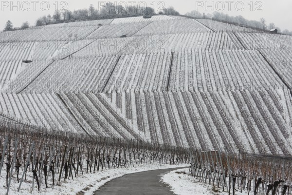 Snowy vineyards in the Stuttgart region in winter. Winter view of the vineyards in Fellbach, Kappelberg, Germany