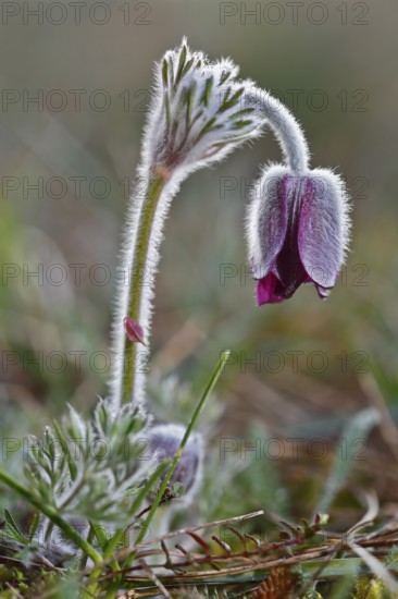 Meadow Pasque Flower, Meadow Pasque Flower, Black Pasque Flower (Pulsatilla pratensis), flower in the morning with dewdrops, Peene Valley nature park Park, Mecklenburg-Western Pomerania, Germany