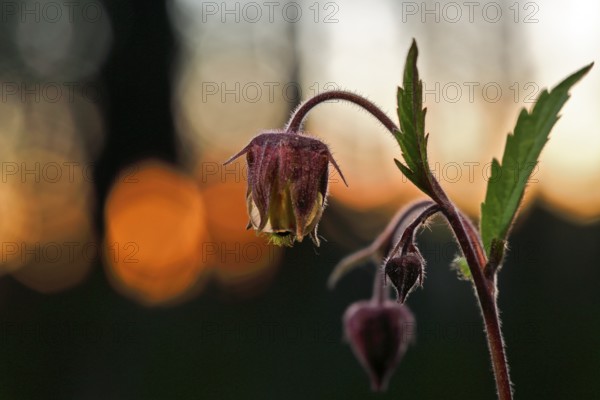 Brooklime (Geum rivale), flowering in the evening light, Peene Valley nature park Park, Mecklenburg-Western Pomerania, Germany