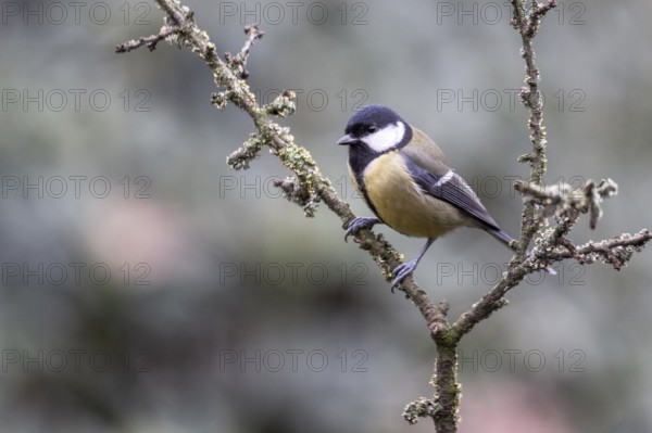Great Tit (Parus major), Emsland, Lower Saxony, Germany