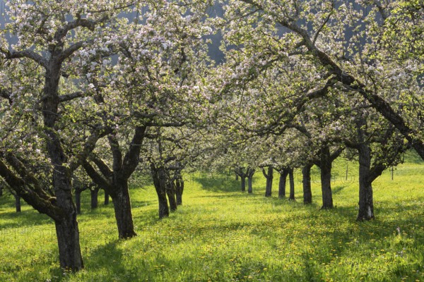 Apple blossoms on the orchard near Neidlingen, Swabian Jura, Baden-Württemberg, Germany
