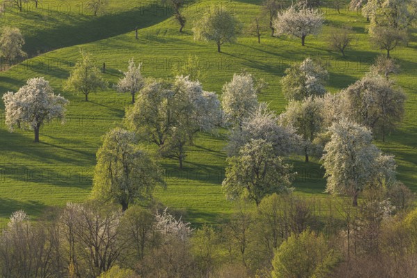 Blooming orchards on the Albtrauf near Neidlingen at sunset