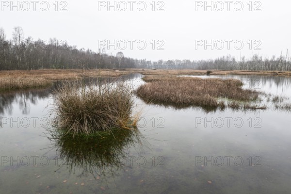 Autumn moor landscape, Emsland, Lower Saxony, Germany