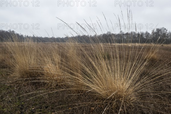 Pipe grass (Molinia caerulea) in the moor, Emsland, Lower Saxony, Germany
