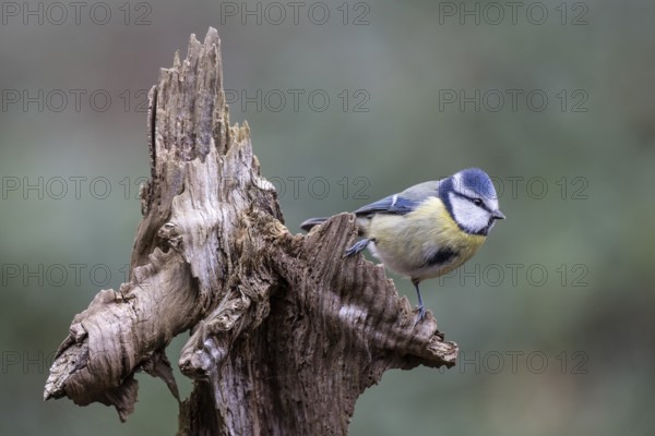 Blue tit (Parus caerulea), Emsland, Lower Saxony, Germany
