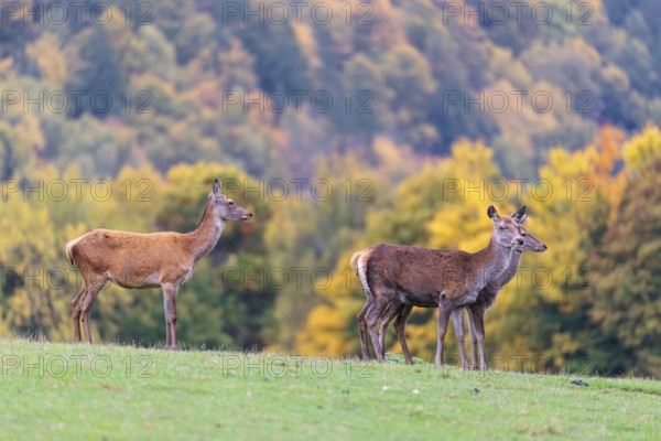 A herd of red deer cows (Cervus elaphus) stands in a meadow. In the background, a forest can be seen in autumnal colors. Bavaria, Germany